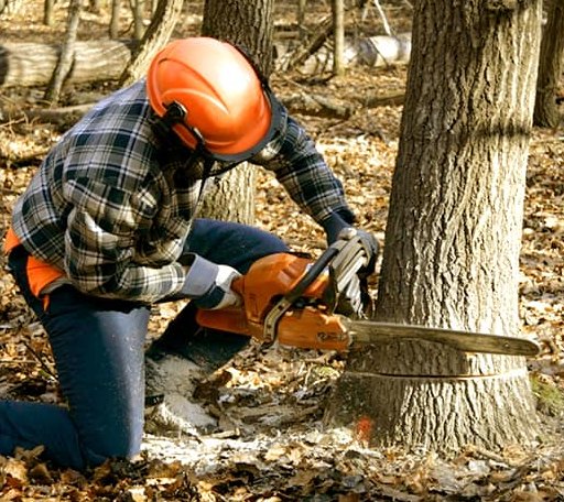 Tree Removal in Sandston, VA
